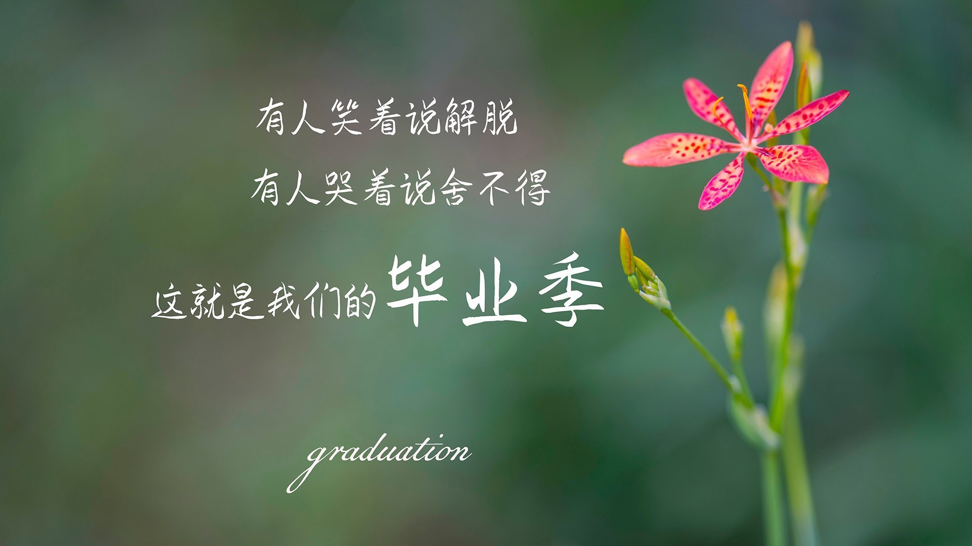葡萄牙骑手吉尔贝托·费利佩在2024年全国工作马术锦标赛中以“Morante”马匹获得大师组冠军，展现出色表现。