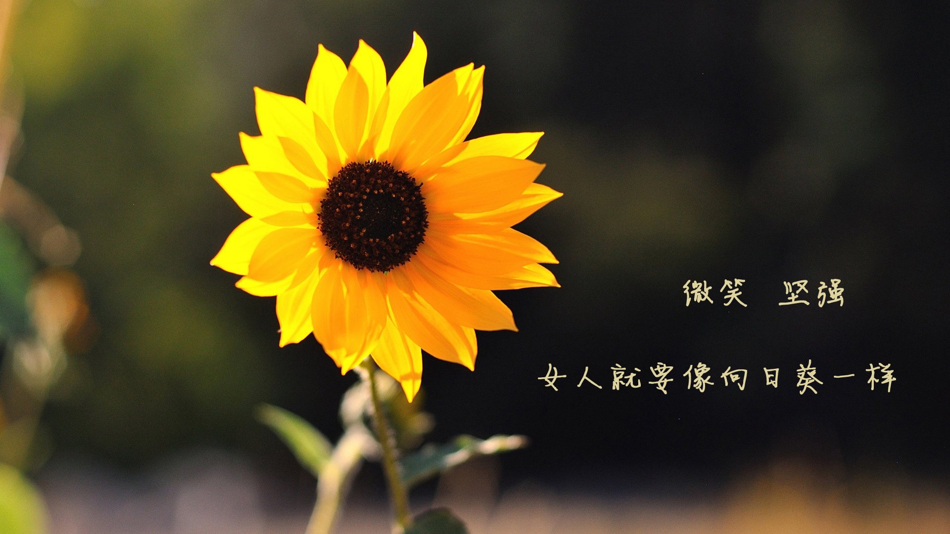 高校体育师资队伍建设现状与提升路径研究，体育师资与培养模式研究