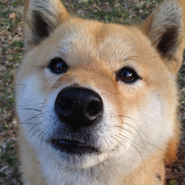 kaiyun-青少年足球比赛采用智能化设备，实现全场实时数据分析，青少年足球实战智慧电子版